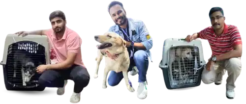 About PetShifting.com