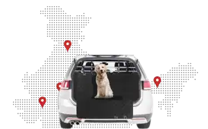 Domestic Pet Relocation