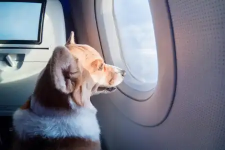 Pet Air Transport Services