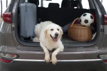 Pet Transport by Road