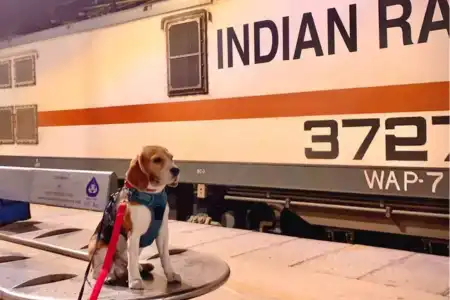 Pet Travel via Train