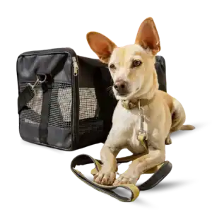 Pet Guide