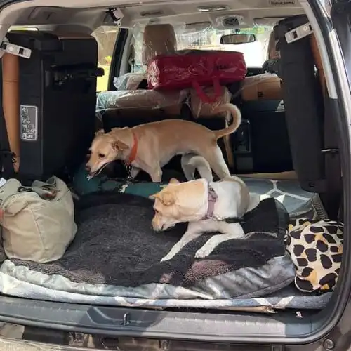 Pet Relocation Service in India