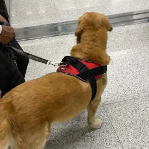 Pet Relocation Moment
