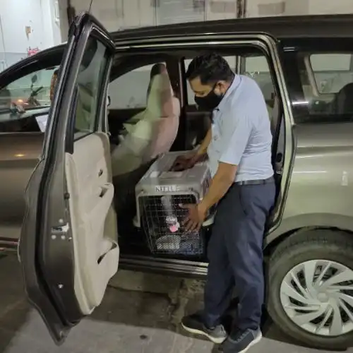 Pet Relocation Moment