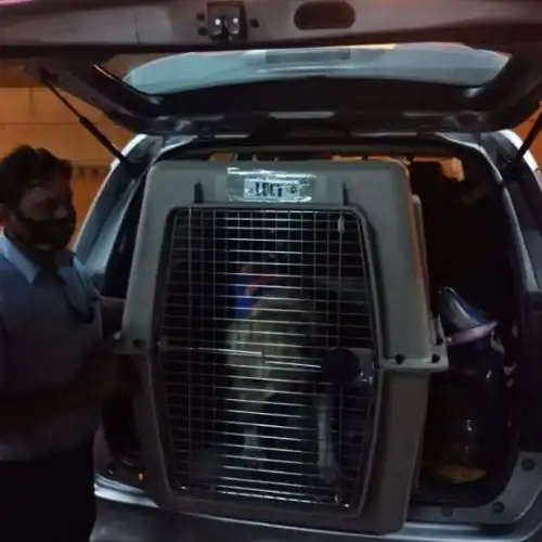 Pet Relocation Moment
