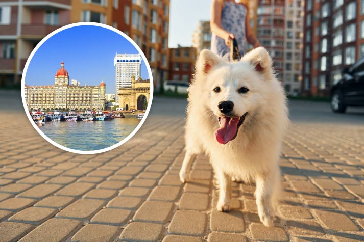 Pet Relocation Services near me